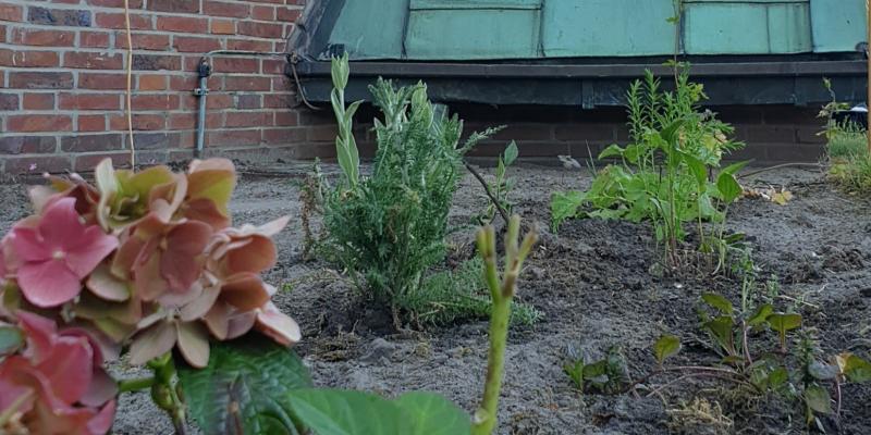 Altarblumenbeet